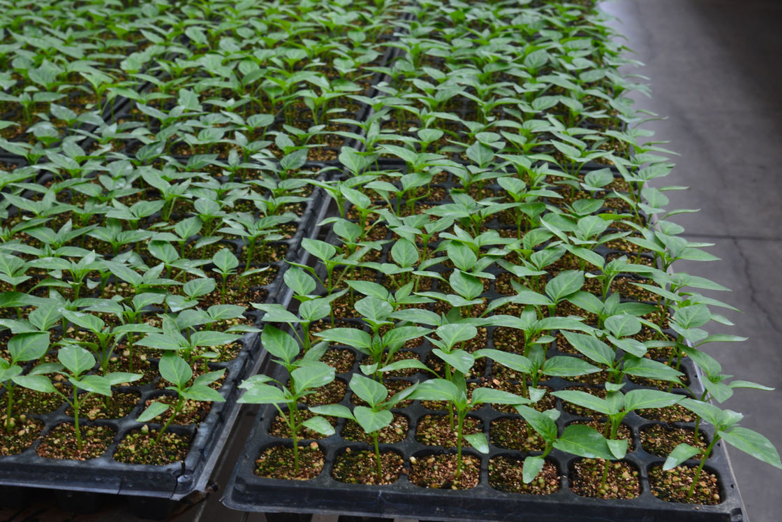128 Sel PS Plastik Tray Benih Untuk Kebun Sayuran 0.8mm Untuk 1.0mm Tepak Tray Pertumbuhan Pertumbuhan