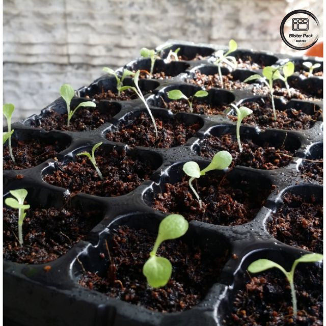 Tray Pemula Benih 50 Lubang, Tray Pemanfaatan Kebun Raya Plastik keras untuk Penanaman Taman Rumah