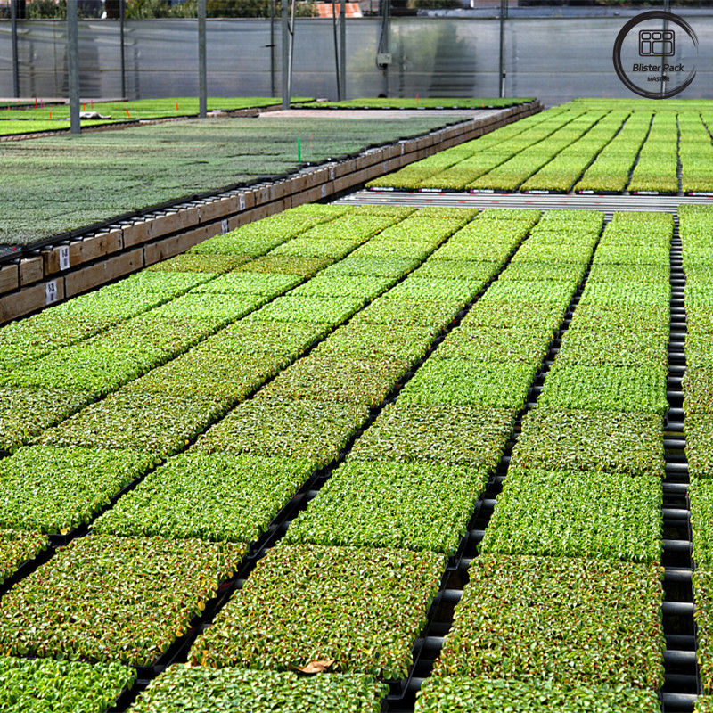 Black PS Garden Tree Planting Seedling Tray, Tray Germinasi 50-Cell yang dapat terdegradasi untuk penggunaan nursery
