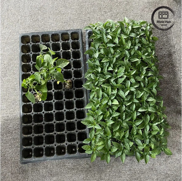 50 Sel Benih Nursery Plug Tray Bahan PS tahan lama untuk pertumbuhan benih yang efisien